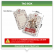 TAG - ESPECIAL - 250G - VTF - FRENTE E VERSO